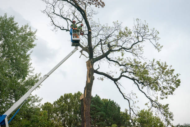 Best Tree Mulching  in Penryn, CA